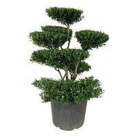 Ilex cr. Blondie