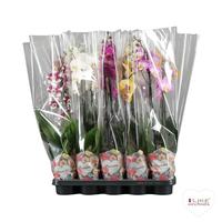 Phalaenopsis hybrid in varieties in Promiss
