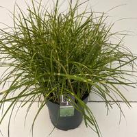 Miscanthus sin. Little Zebra