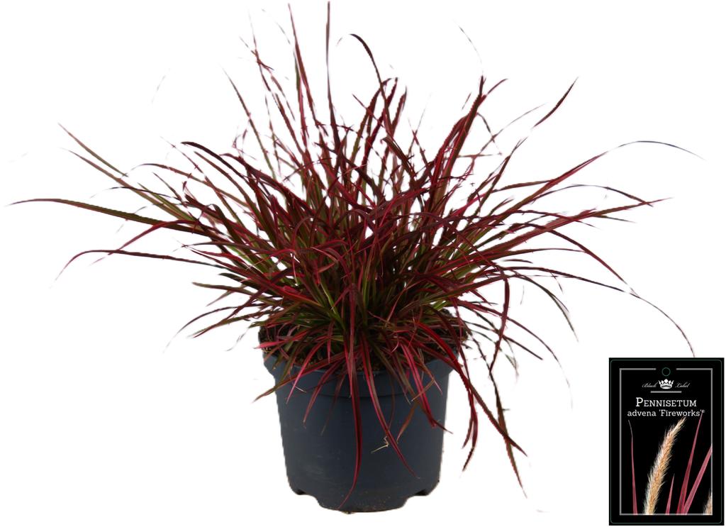 Picture of Pennisetum x advena Fireworks P19 (3 Ltr)