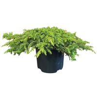 Juniperus c. Green Carpet
