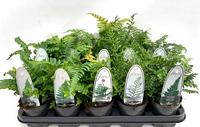 Ferns in varieties - outdoor