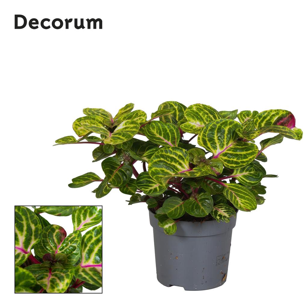 Picture of Iresine Herbstii Rich Funny Gold Decorum P13 20CM