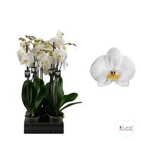 Phalaenopsis hybrid Cambridge