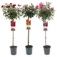 Rosa English mix