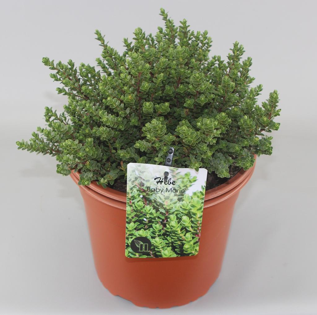 Picture of Hebe baby Marie P23 (5 Ltr)