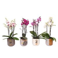 Phalaenopsis hybrid Multiflora varieties in BGC967 ceramic