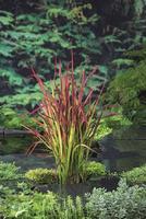 Imperata Red Baron