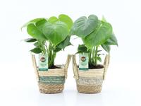 Monstera deliciosa in Noah Stripe