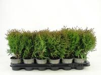 Thuja occ. Little Giant