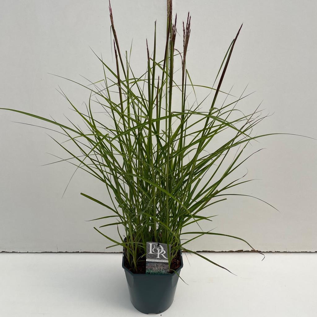 Picture of Miscanthus Ferner Osten P23 (5 Ltr) SQUARE