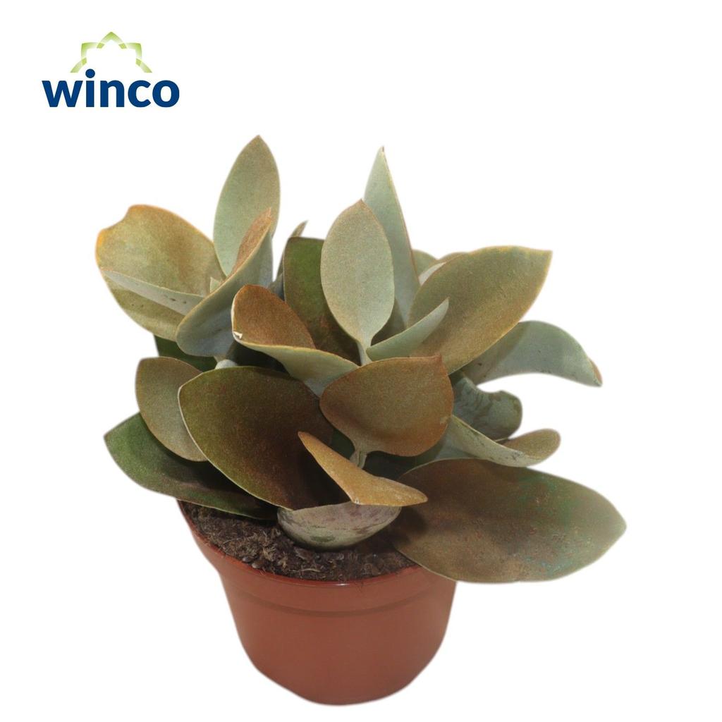 Picture of Kalanchoe Orgyalis P12 20CM