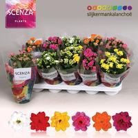 Kalanchoë ColorSplash - 5 Colors Mix
