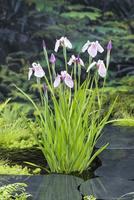 Iris leavigata Rose Queen
