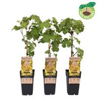 Vitis vin. Golden Champion