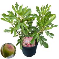 Ficus Little Miss Figgy