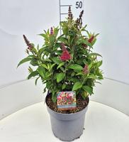 Buddleja d. B. Candy Little Ruby