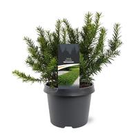 Taxus baccata Repandens