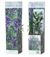 Buddleja dav. Nanho Blue