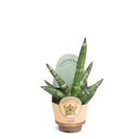 Sansevieria boncellensis