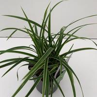 Carex mor. Ice Dance