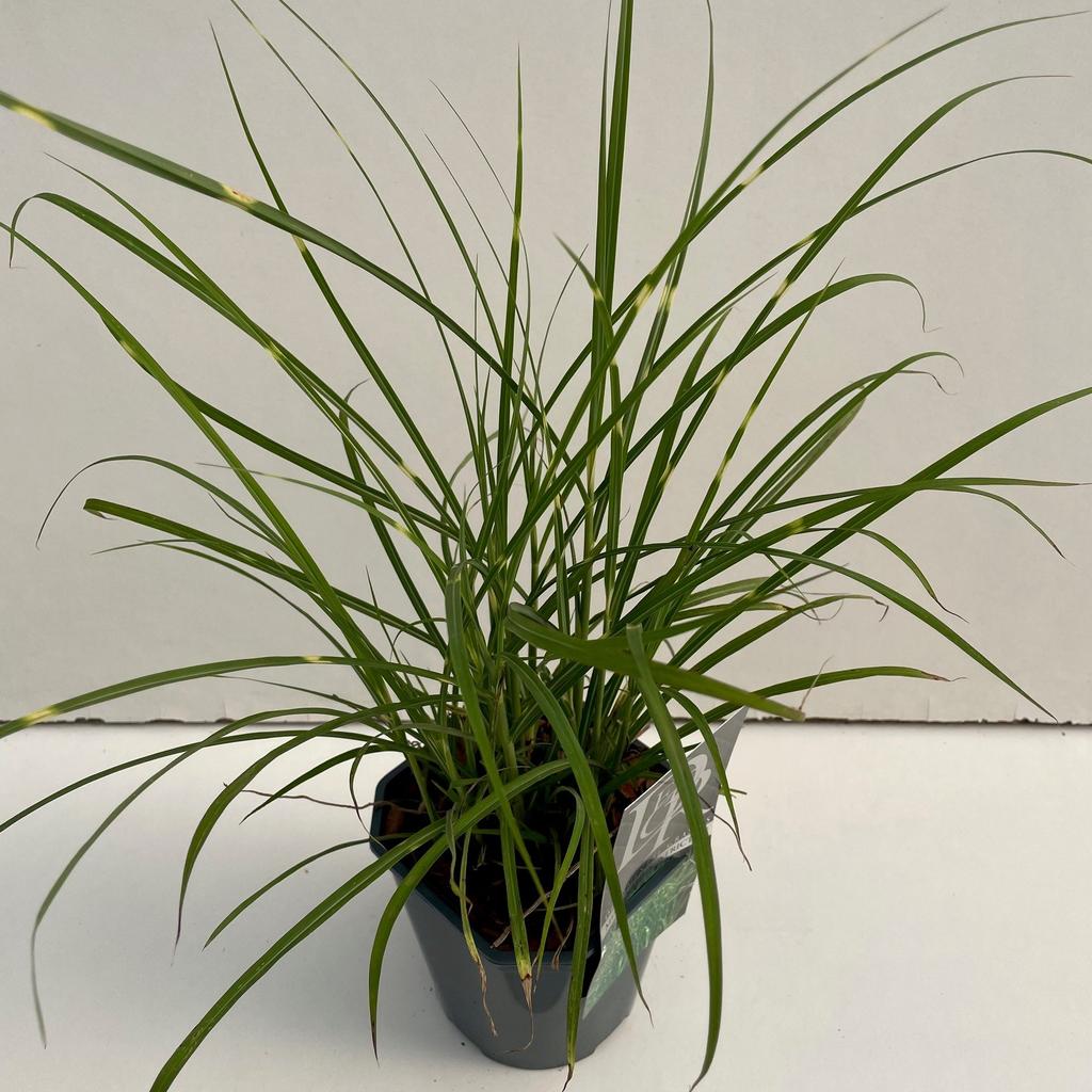 Picture of Miscanthus Strictus P17 (2 Ltr) Square