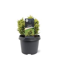 Cryptomeria jap. Twinkle Toes