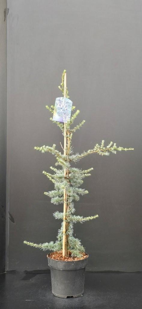 Obrázek Cedrus libani Glauca P26 (7.5 Ltr)
