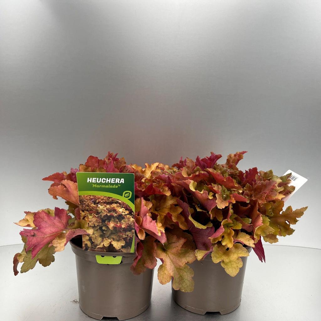 Picture of Heuchera Marmalade P17 (2 Ltr)
