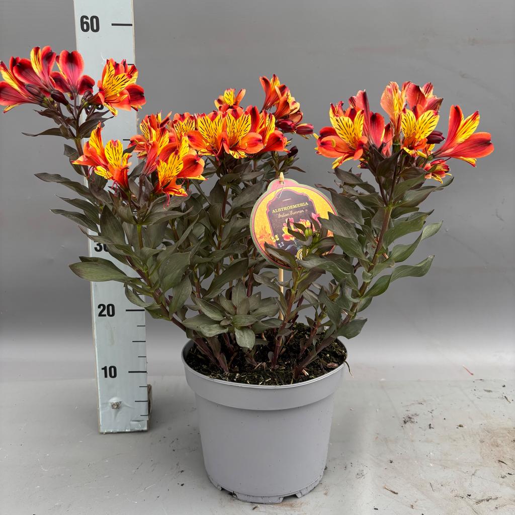 Picture of Alstroemeria Indian Summer P23 (5 Ltr)