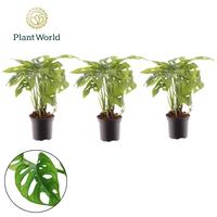 Monstera Monkey Leaf