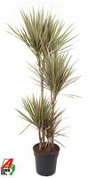 Dracaena Bicolor 90-60-30-15
