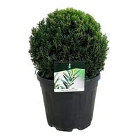 Taxus media Groenland