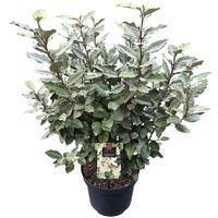 Elaeagnus ebb. Compacta