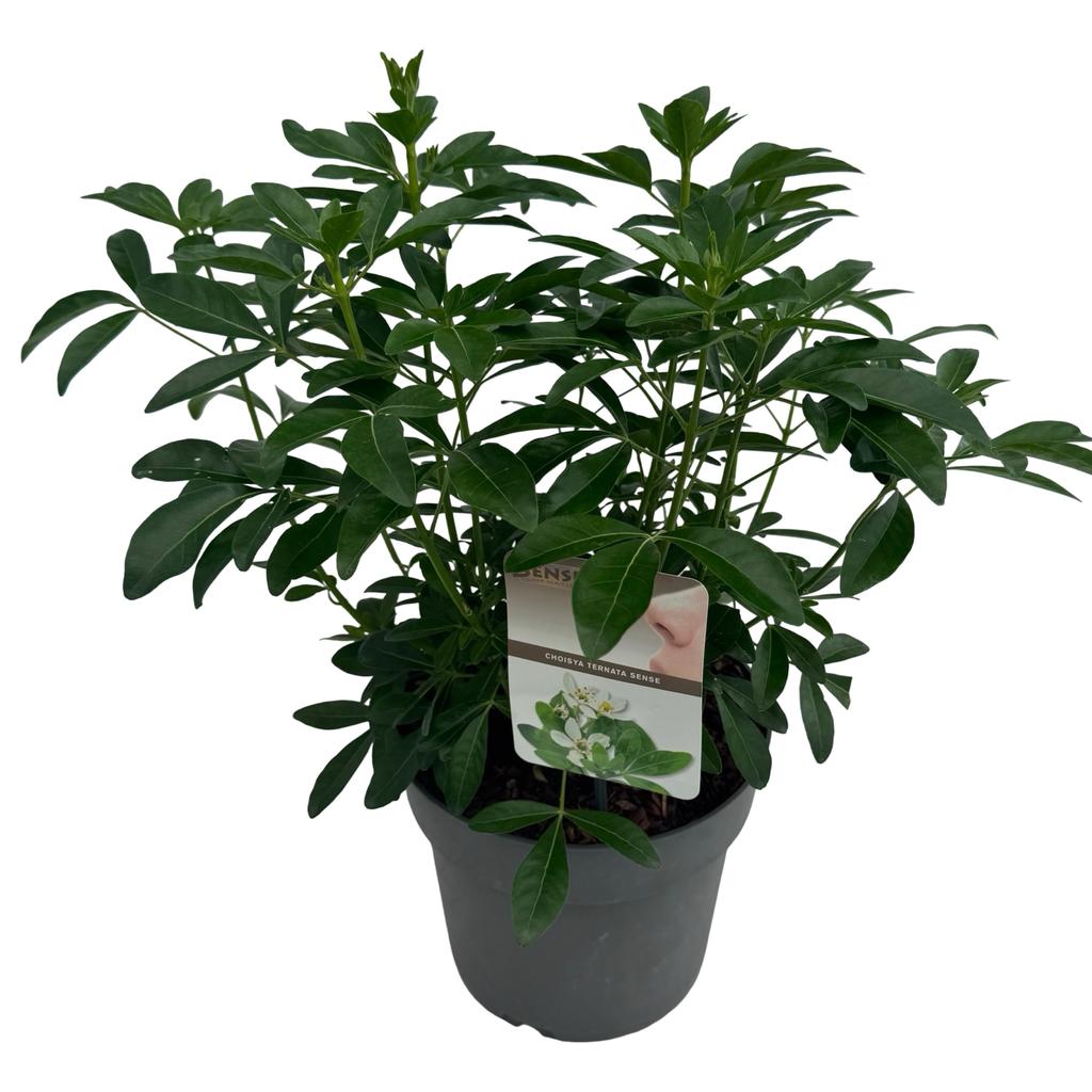 Picture of Choisya Ternata P23 (5 Ltr)