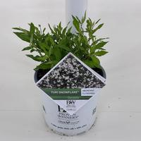 Deutzia Yuki Snowflake ®