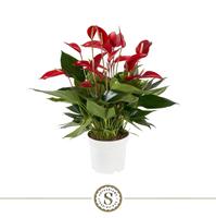 Anthurium Mille Fleurs Roja