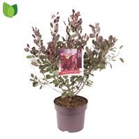 Cotinus cogg. Dusky Maiden