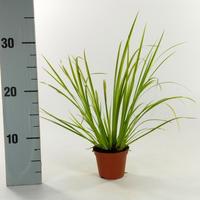 Acorus gra. Ogon