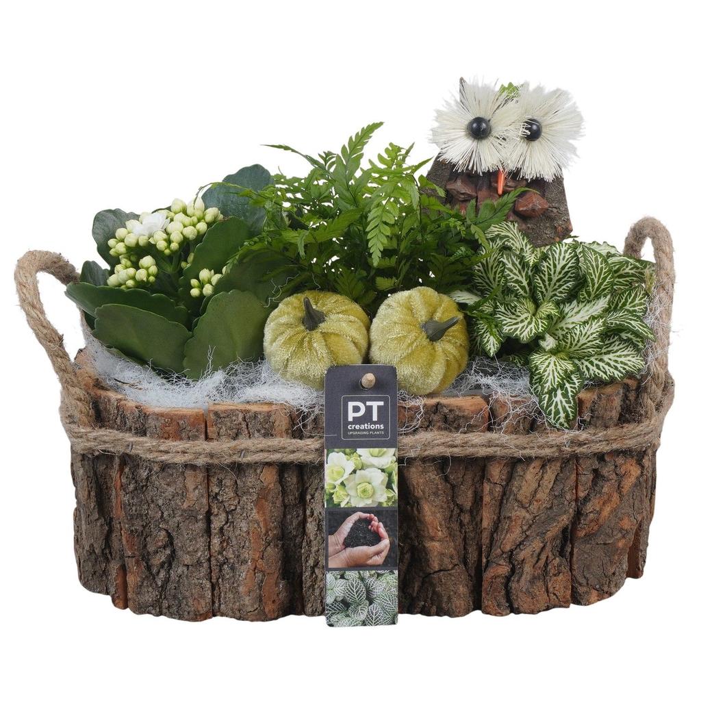 Picture of PTHI5472 Arrangement Autumn indoor in wooden pot P27 22CM