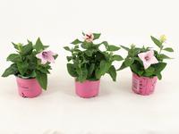 Platycodon pink