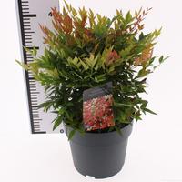 Nandina dom. Gulfstream