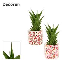 Sansevieria Temple Crown in Julia (Deco-collection)