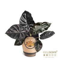 Alocasia ´Black Magic´