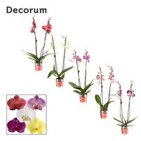 Phalaenopsis hybrid in varieties