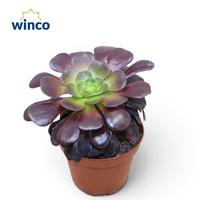 Aeonium Ab. Velours