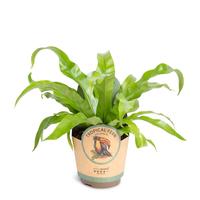 Asplenium antiquum