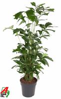 Caryota mitis