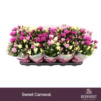 Chrysant Carnaval Sweet