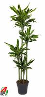Dracaena Gold Coast 120-90-60-30